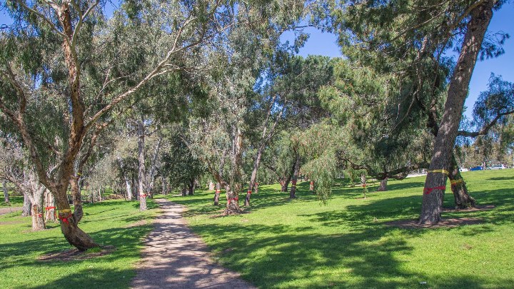 Stop the Chop: Free Park lands party at Adelaide Parklands